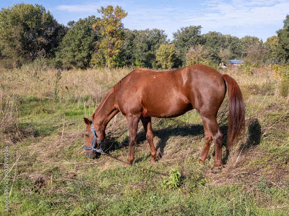 A brown horse grazing in a grassy field, surrounded by patches of green and dry grass, with a peaceful natural landscape in the background, aerial view A brown horse grazing in a grassy field, surrounded by patches of green and dry grass, with a peaceful natural landscape in the background, aerial view