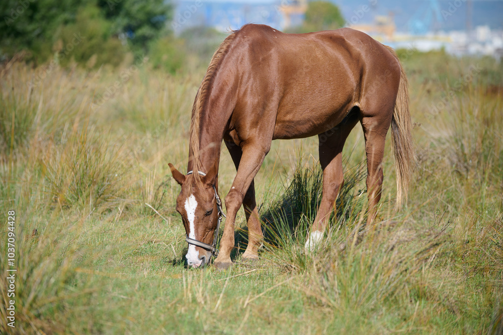 Obraz premium A close-up of a brown horse grazing on green grass, highlighting its head and front legs, with a chain attached, set in a peaceful rural environment