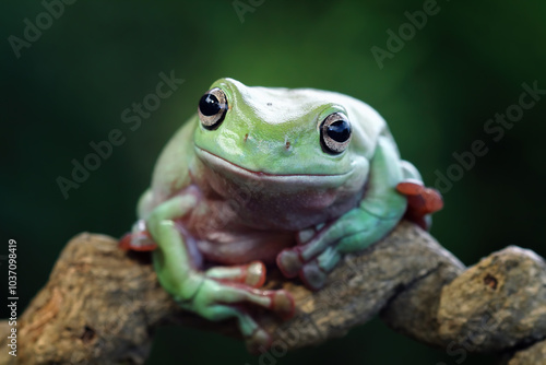 Green tree frog on branch, dumpy frog front view, litoria caerulea, animals closeup