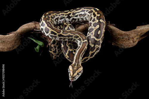 Python molurus bivittatus isolated on black background, Burmese python snake on branch, non-venomous snake