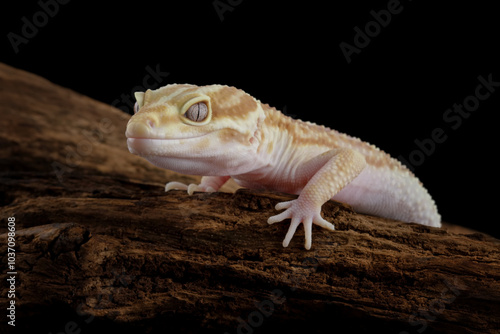 Leopard gecko lizard crawling on wood, lizard isolated on black, eublepharis macularius photo