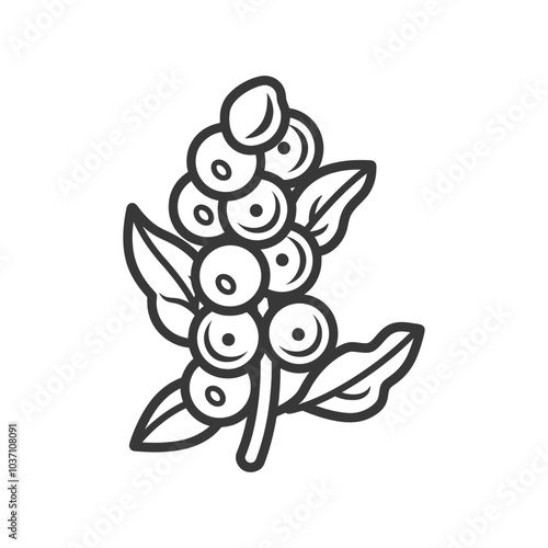 Line Drawing of a Coffee Bean Branch with Leaves