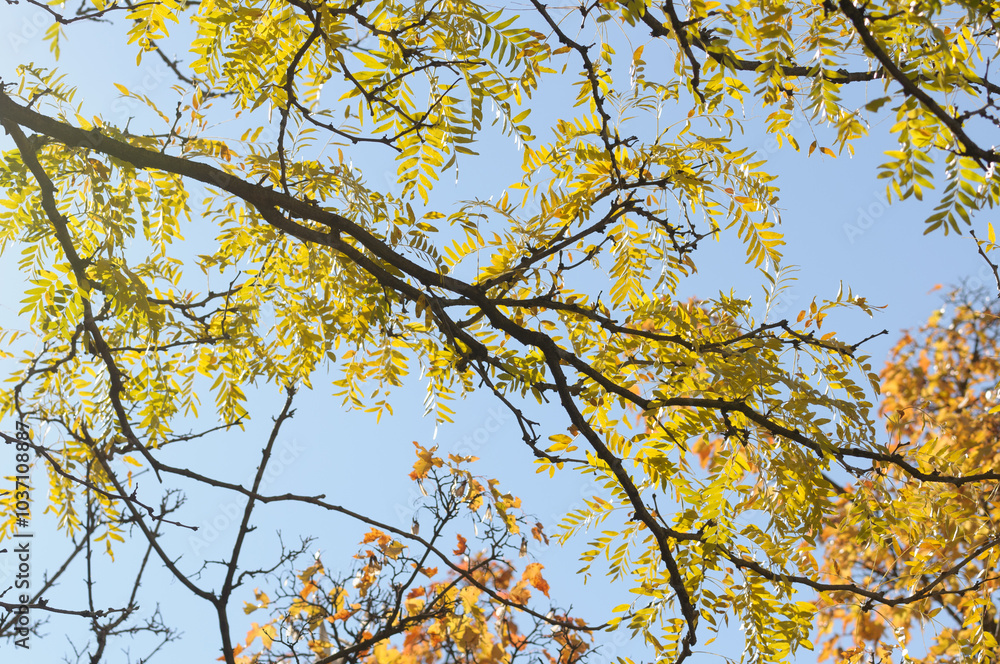 honey locust tree branches with autumn foliage on a blue sky honey locust tree branches with autumn foliage on a blue sky