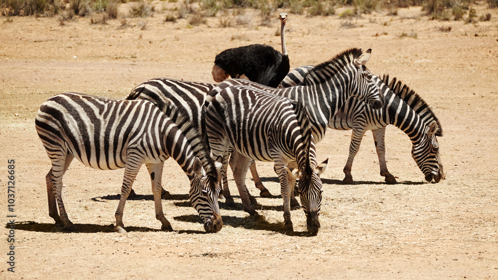 Natural, environment and group with zebra on sand for nature reserve, conversation and wildlife. Outdoor, habitat and animal dazzle at countryside for safari destination, sanctuary and protected area