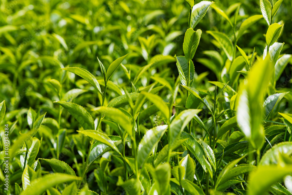 Green tea tree leaves field in Munnar, Kerala Green tea tree leaves field in Munnar, Kerala