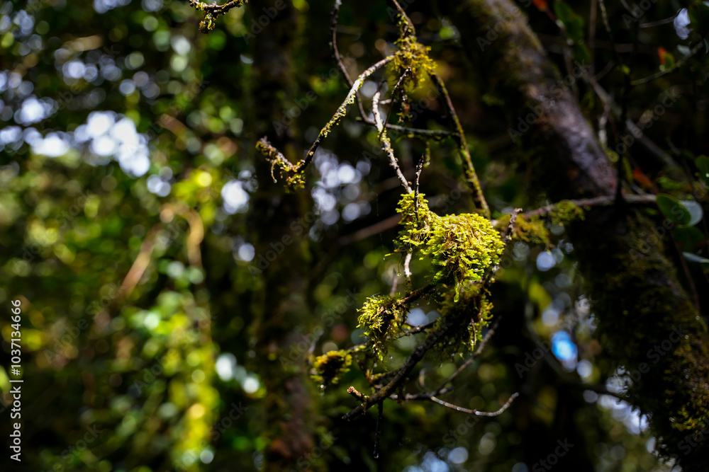 Rain Forestnature, plant, tree, moss, spring, flower, closeup, forest, macro, grass, leaves, leaf, autumn, flora, Rain Forestnature, plant, tree, moss, spring, flower, closeup, forest, macro, grass, leaves, leaf, autumn, flora,