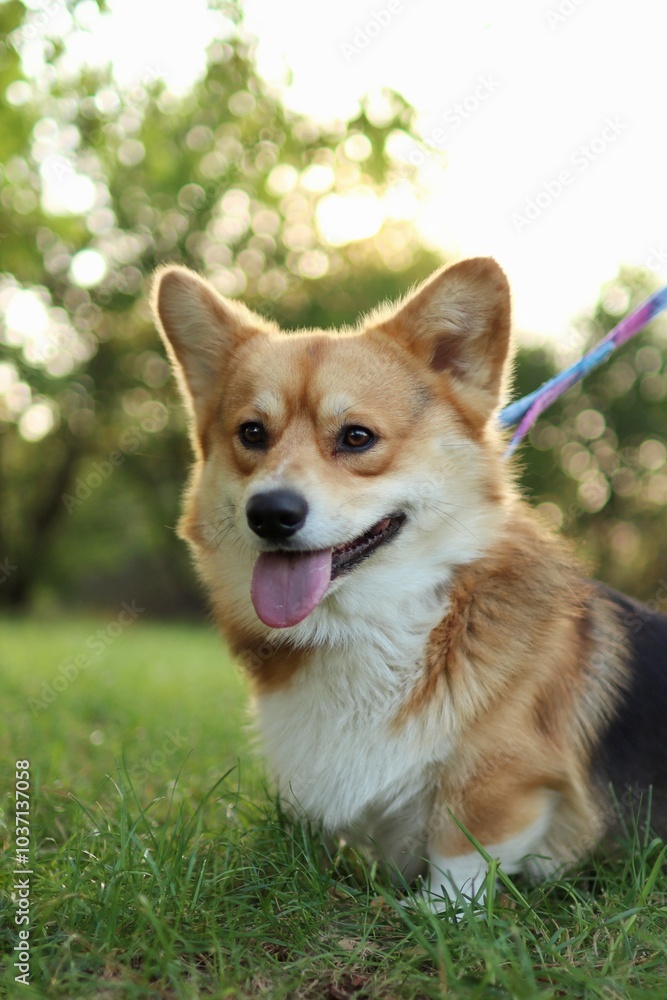 cute welsh corgi enjoying a walk in the park at sunset
