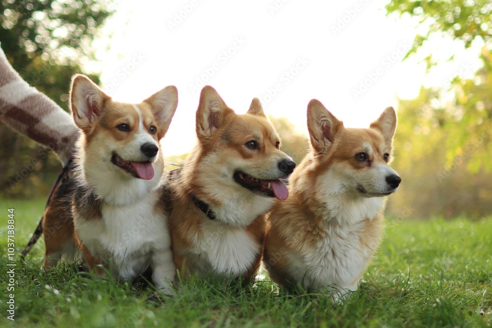 cute pack of welsh corgis enjoying a walk in the park at sunset cute pack of welsh corgis enjoying a walk in the park at sunset