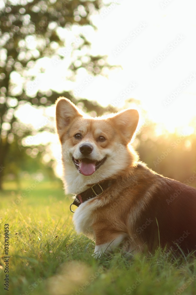 cute welsh corgi enjoying a walk in the park at sunset cute welsh corgi enjoying a walk in the park at sunset