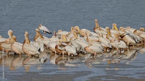 flock of great white pelican (Pelecanus onocrotalus), South Luangwa National Park, Mfuwe, Zambia, Africa photo