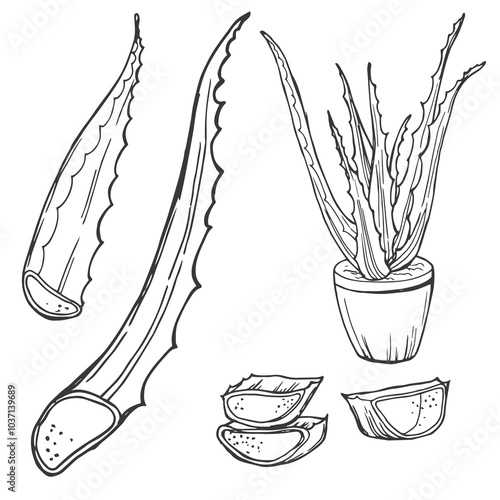 Illustration with collection of aloe vera plant, aloe vera leaves and slices. hand drawn plants