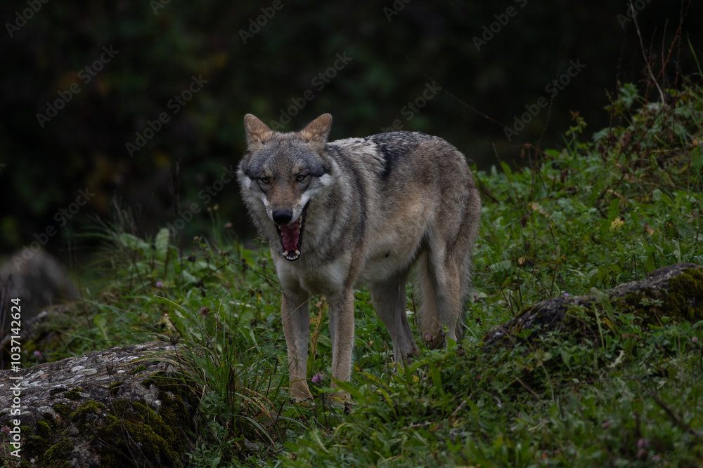 European wolf standing on a rock covered with green moss looking to the camera, blurred rocks and tree in the background, low angle, germany. European wolf standing on a rock covered with green moss looking to the camera, blurred rocks and tree in the background, low angle, germany.