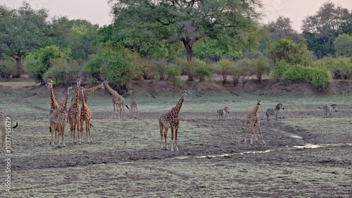 herd of Thornicroft's giraffes (Giraffa camelopardalis thornicrofti), South Luangwa National Park, Mfuwe, Zambia, Africa photo