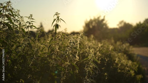 Nettle in the rays of the setting sun photo