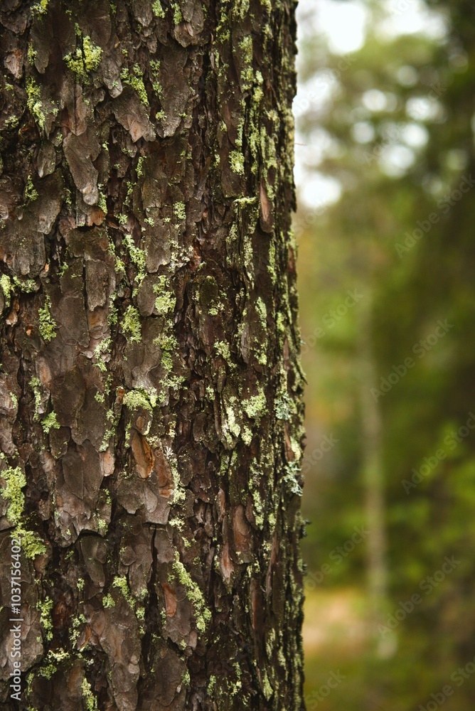 Pine bark with lichen in the forest Pine bark with lichen in the forest