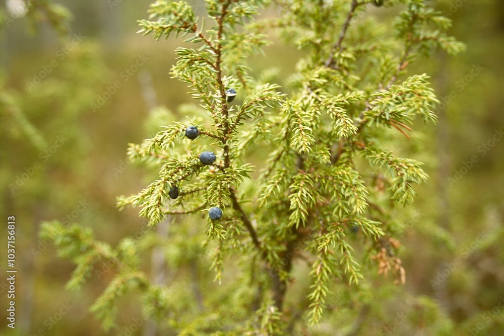 Wild juniper with berries in the forest Wild juniper with berries in the forest