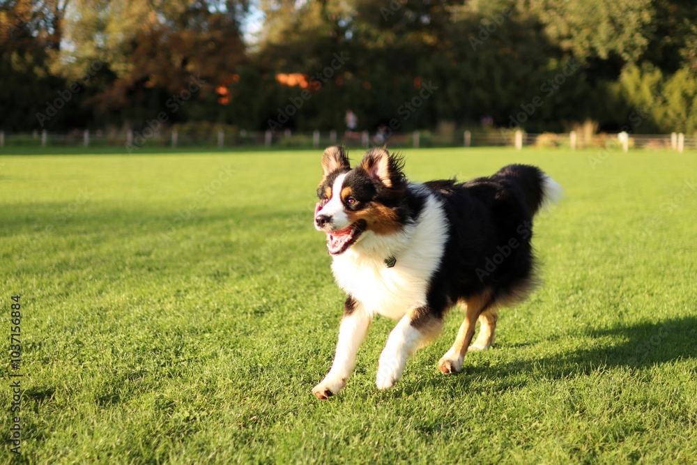 portrait of Australian shepherd on field at sunset. portrait of Australian shepherd on field at sunset.