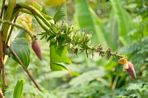 Banana flower - The teardrop-shaped purple flower at the end of the banana fruit cluster in a banana tree is called as banana heart.