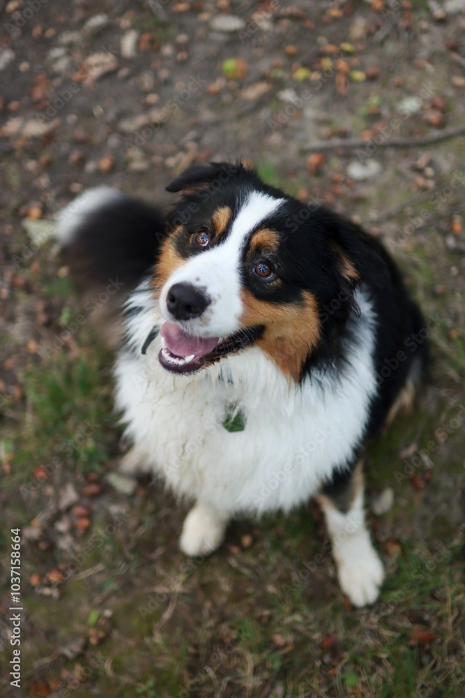 portrait of Australian shepherd in forest at sunset portrait of Australian shepherd in forest at sunset