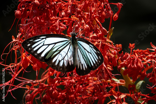 Beautiful butterflies by the stream in Ma Da forest, Dong Nai province, Vietnam photo