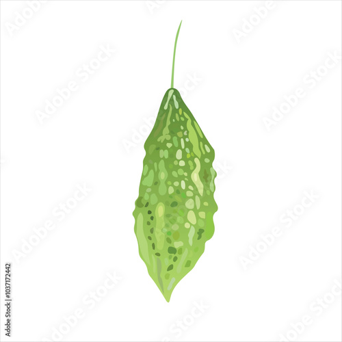 Unripe and green Momordica charantia vector illustration. Also known as bitter gourd, bitter squash, balsam pear, bitter melon, bitter apple. Tropical Edible Fruit 