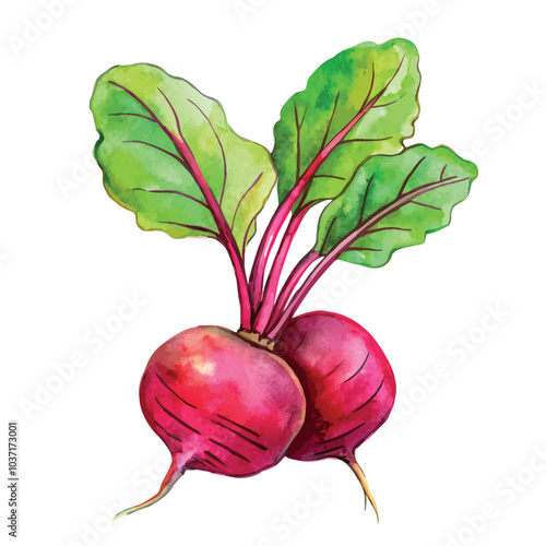 Hand drawn watercolor beetroot vector Illustration