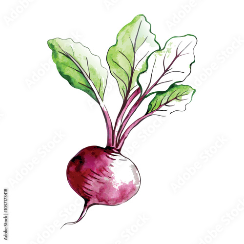 Hand drawn watercolor beetroot vector Illustration