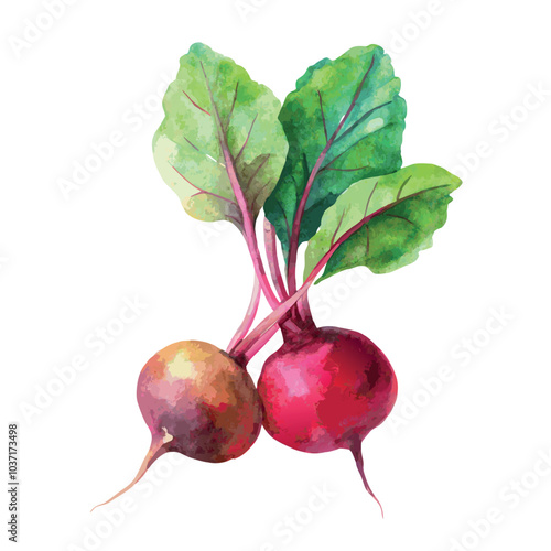 Hand drawn watercolor beetroot vector Illustration
