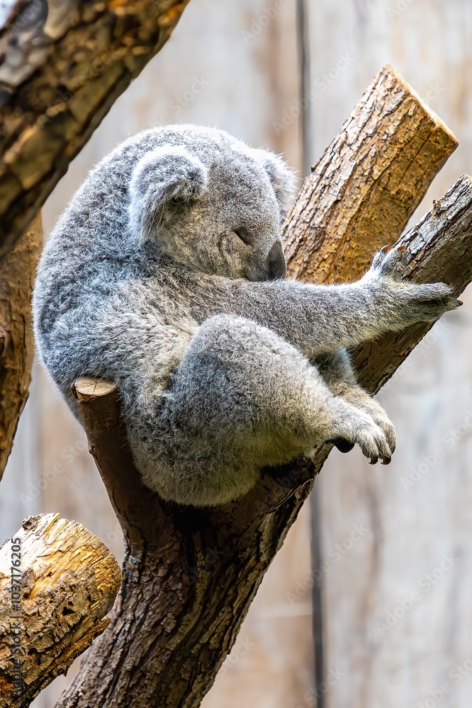 the cute koala in his typical behavior
