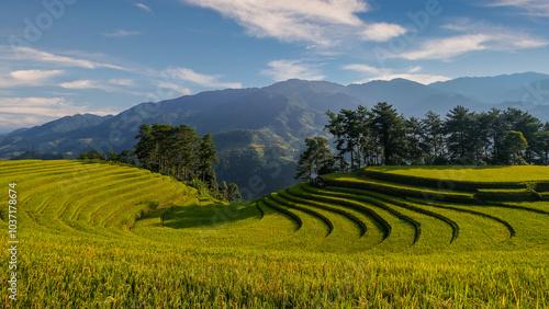 Majestic terraced fields in Mu Cang Chai district, Yen Bai province, Vietnam. Rice fields ready to be harvested in Northwest Vietnam. photo