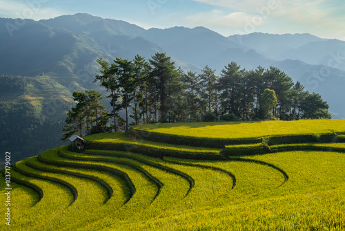 Majestic terraced fields in Mu Cang Chai district, Yen Bai province, Vietnam. Rice fields ready to be harvested in Northwest Vietnam. photo