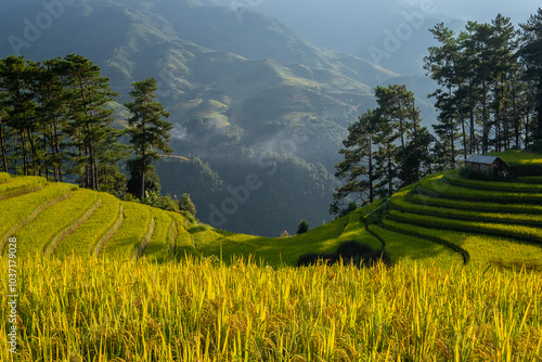 Majestic terraced fields in Mu Cang Chai district, Yen Bai province, Vietnam. Rice fields ready to be harvested in Northwest Vietnam. photo