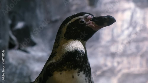 A group of penguins peacefully settles among scenic rocks. Their natural habitat highlights their uniqueness and charm, creating an atmosphere of tranquility and harmony.