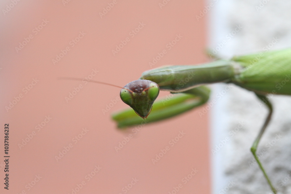 praying mantis Mantis religiosa perched on a wall front side looking with its eyes lens exterior nature exterior wallpaper insects predators grass tiger atmosphere terrifying fear hallowen backlight praying mantis Mantis religiosa perched on a wall front side looking with its eyes lens exterior nature exterior wallpaper insects predators grass tiger atmosphere terrifying fear hallowen backlight