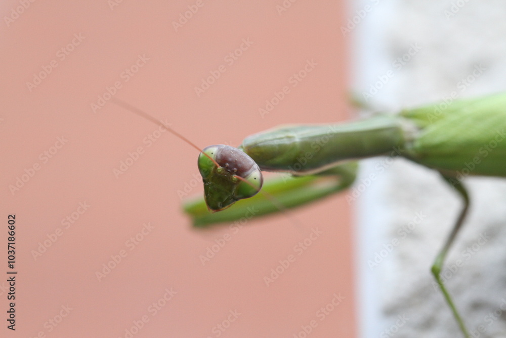 praying mantis Mantis religiosa perched on a wall front side looking with its eyes lens exterior nature exterior wallpaper insects predators grass tiger atmosphere terrifying fear hallowen backlight praying mantis Mantis religiosa perched on a wall front side looking with its eyes lens exterior nature exterior wallpaper insects predators grass tiger atmosphere terrifying fear hallowen backlight