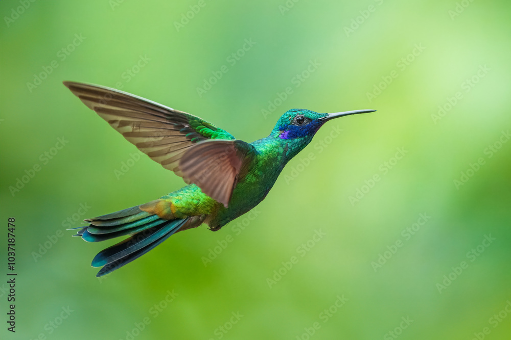 Obraz premium The lesser violetear (Colibri cyanotus), also known as the mountain violet-ear, is a medium-sized, metallic green hummingbird in Ecuador