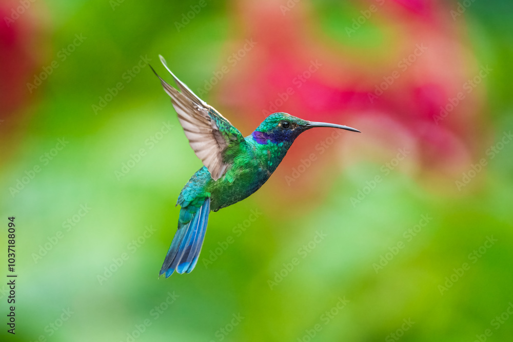 Fototapeta premium The lesser violetear (Colibri cyanotus), also known as the mountain violet-ear, is a medium-sized, metallic green hummingbird in Ecuador