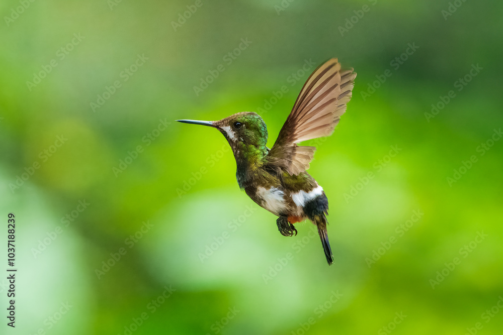 Obraz premium The Wire-crested Thorntail, Discosura popelairii is an elegant and iridescent hummingbird of Ecuador. It's long thin crest and long tail account for its name.