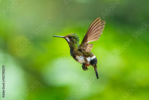 The Wire-crested Thorntail, Discosura popelairii is an elegant and iridescent hummingbird of Ecuador. It's long thin crest and long tail account for its name. photo