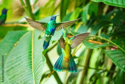 The lesser violetear (Colibri cyanotus), also known as the mountain violet-ear, is a medium-sized, metallic green hummingbird in Ecuador photo