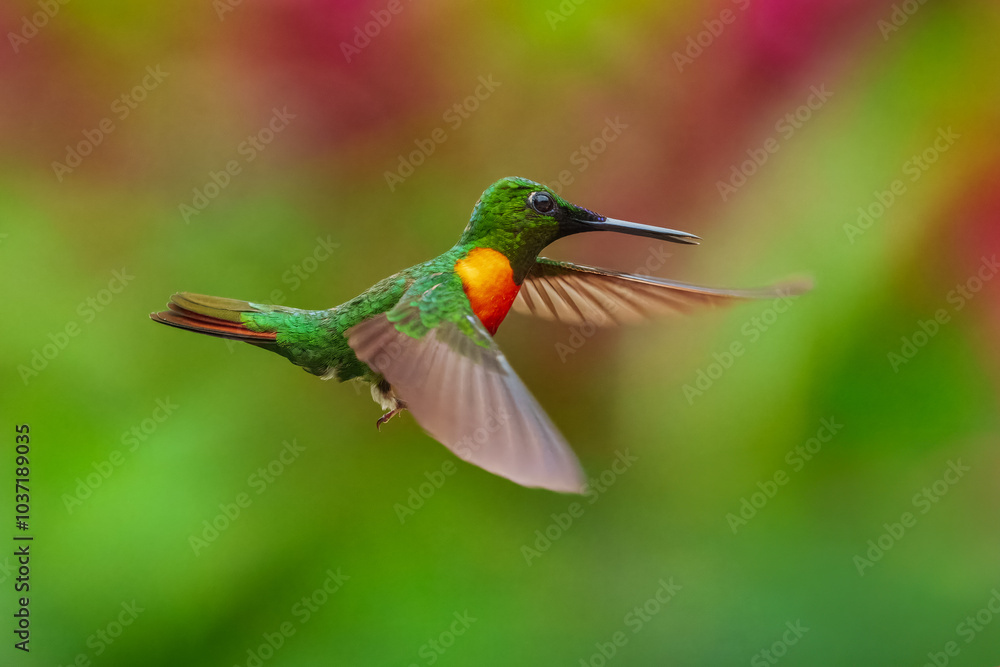 Fototapeta premium Flying Gould's Jewelfront Heliodoxa aurescens, rare humminbird of Ecuador.