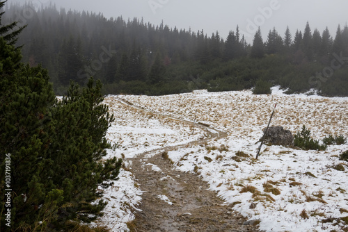 A photo of a trail through a snowy forest photo