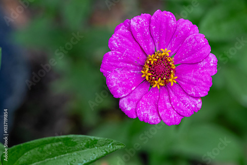 Macro image of Zinnia flower in full blooming photo