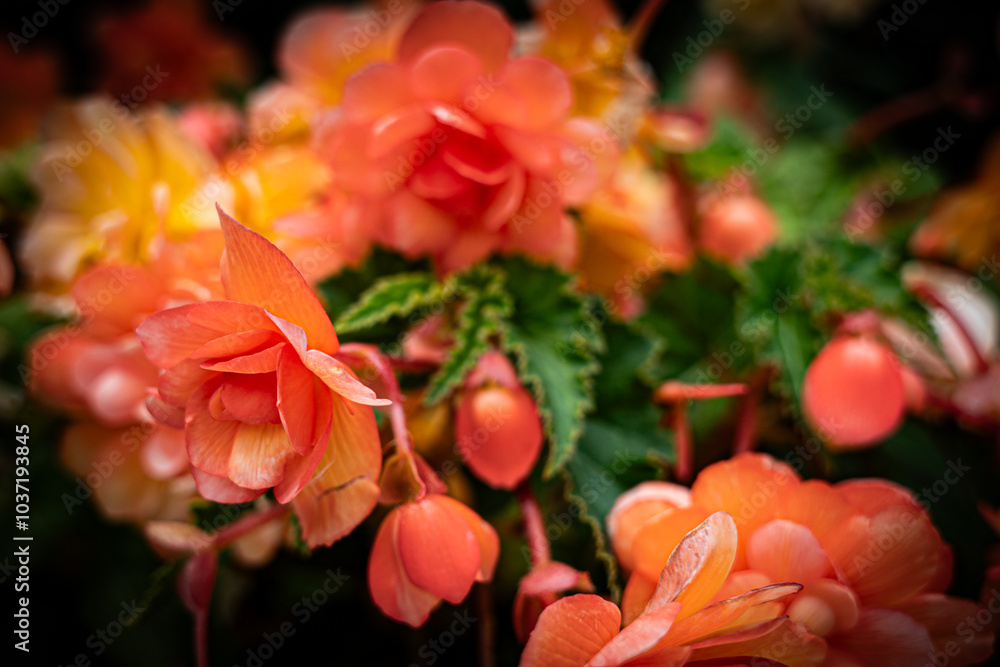 Obraz premium Vivid flower in HD