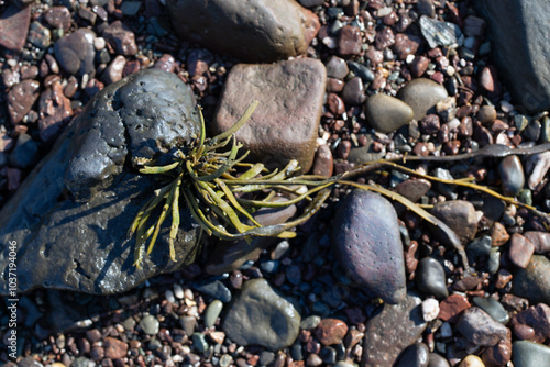 plants on the beach