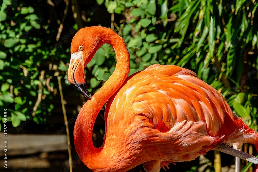 portrait close up of a flamingo