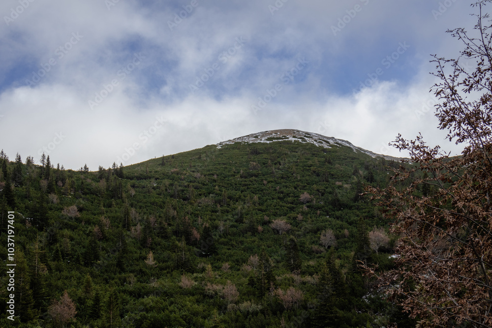 A photo of a mountain covered in trees A photo of a mountain covered in trees