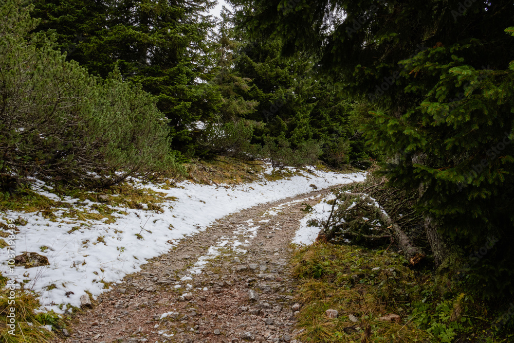 A photo of a dirt path through a forest filled with snow A photo of a dirt path through a forest filled with snow