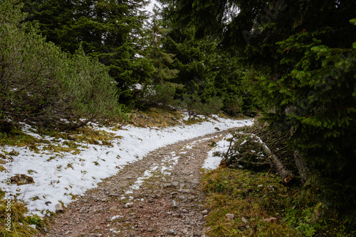 A photo of a dirt path through a forest filled with snow