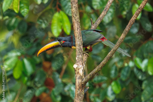 The fiery-billed aracari or fiery-billed araçari (Pteroglossus frantzii) is a toucan, a near-passerine bird. It breeds only on the Pacific slopes of southern Costa Rica and western Panama. photo